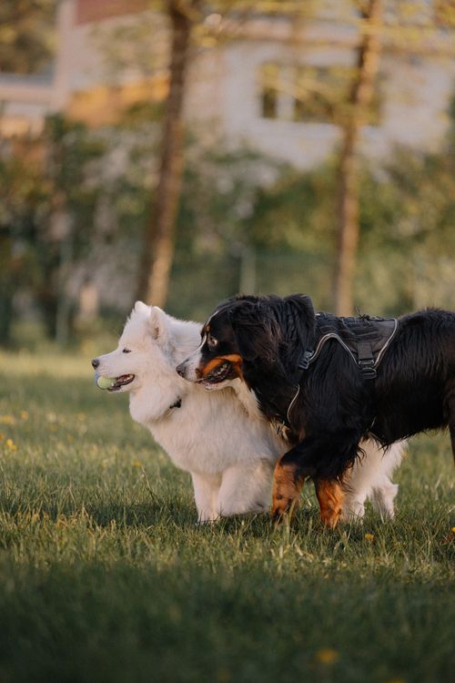 A Samoyed and Bernese Mountain Dog playing with a ball